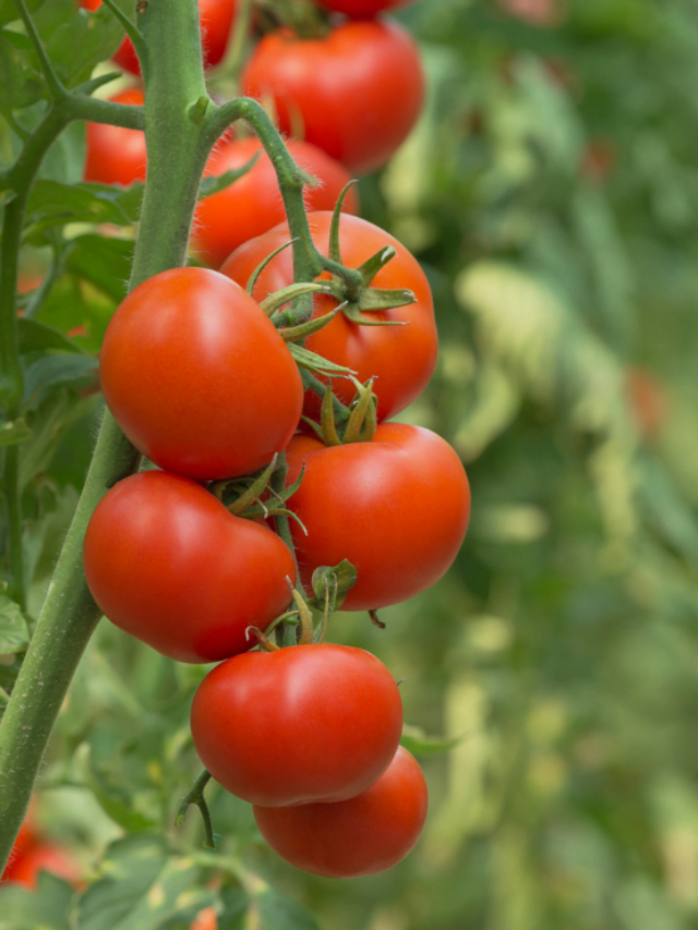 Tomato Price Today : टमाटर हुआ फिर एक बार सबसे ज्यादा महंगा